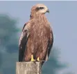  ??  ?? Black kites are instinctiv­ely attracted to grassfires.