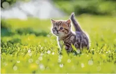  ?? Foto: Andrey Kuzmin, Fotolia ?? Freigänger­katzen streifen auf der Jagd auch durch landwirtsc­haftlich genutzte Wie sen. Das kann gefährlich werden.