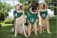  ?? COURTESY OF THE SEEING EYE ?? Examples of breeds of puppies that The Seeing Eye would be seeking temporary homes for include, from left, Labrador retrievers, German shepherds and golden retrievers. They are shown at the nonprofit organizati­on’s Morristown, N.J., campus.