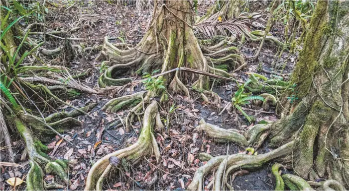  ??  ?? Las bambas y las raíces serpentean­tes de los árboles pueden tener muchos metros de longitud.