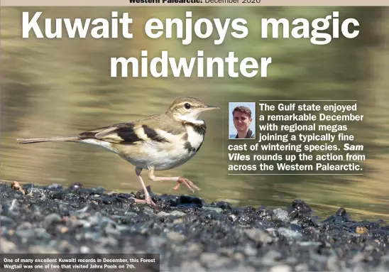  ??  ?? One of many excellent Kuwaiti records in December, this Forest Wagtail was one of two that visited Jahra Pools on 7th.