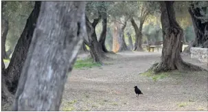  ?? (Photo doc Var-matin) ?? Le Conseil d’État vient de rendre sa décision: les pies du Var ne font pas partie des animaux nuisibles.