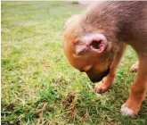  ?? Photos: Kristy Kolberg ?? Ally feeling grass under her feet for the first time.