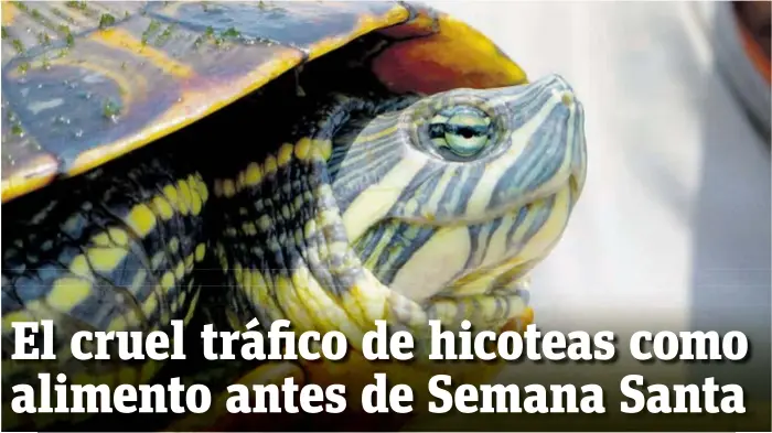  ?? |CORTESÍA ?? Las tortugas siguen siendo traficadas, a pesar de las prohibicio­nes y las recomendac­iones para evitar su extinción.