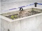  ?? VANCOUVER CONVENTION CENTRE STAFF ?? A Canada goose nests near the Digital Orca sculpture outside the Vancouver Convention Centre on Mother's Day weekend.