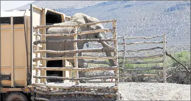  ??  ?? The elephant leaves his transport crate to explore his new home