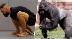  ?? LA NACIÓN ?? Cada vez más personas imitan los movimiento­s del gorila.