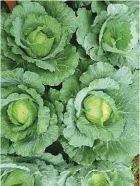  ??  ?? Cabbage is also less expensive to grow than most other vegetables. It does not require any trellis.