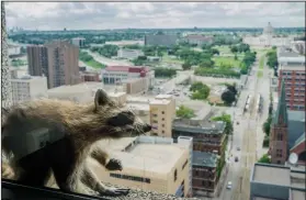  ?? Evan Frost/Minnesota Public Radio via AP ?? Rouge racoon: A raccoon stretches itself on the window sill of the Paige Donnelly Law Firm on the 23rd floor of the UBS Tower in St. Paul, Minn., Tuesday. The raccoon stranded on the ledge of the building in St. Paul captivated onlookers and generated...