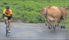  ??  ?? LA VACA PASIEGA. Freire se cruza con varias durante la subida y, en la cima, posa en el Monumento.