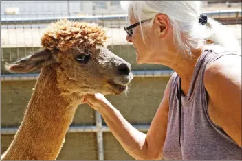 ?? Katharine Lotze/The Signal ?? Cecilia Secka pets a male alpaca in his pen at Sweet Water Alpaca Ranch in Agua Dulce on August 29.