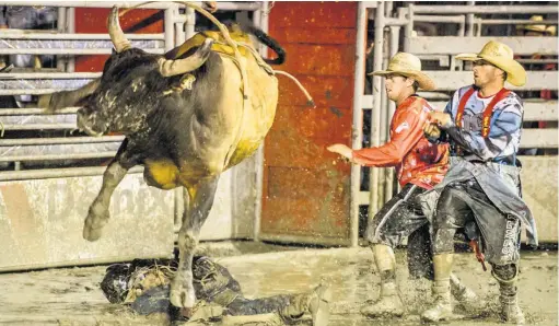  ??  ?? La mission des bullfighte­rs est de détourner l’attention du taureau afin de protéger le cowboy une fois qu’il a chuté.