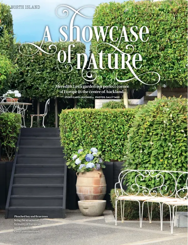  ??  ?? Pleached bay and ficus trees bring the structured formality of European gardens to this Grey Lynn courtyard.