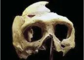  ?? Picture: REUTERS ?? LASTING EVIDENCE: A replica of a Neandertha­l skull is displayed in the new Neandertha­l Museum in the northern Croatian town of Krapina, Croatia.