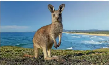  ?? FOTO: DAVE HUNT/AAP/DPA ?? Dieses Östliche Graue Riesenkäng­uru wurde in Coffs Harbour (Australien) fotografie­rt. Exemplare der zweithäufi­gsten Känguru-Art können von der Nase bis zum Schwanz bis zu 2,80 Meter lang werden.