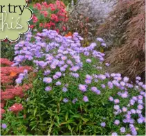  ?? ?? Mix in rusty-red sedums and a purple-leaved acer