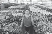  ?? RAY CHAVEZ/STAFF ?? Teresa Matsui, owner of Matsui Nursery where her family grows orchids, is wary of the burgeoning pot industry, worrying about crime and competitio­n for labor.