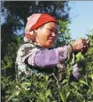  ?? PHOTOS BY WU HAN / XINHUA ?? A farmer dries tea leaves on the balcony of his house in Laobanzhan­g village, Yunnan province, on May 30. A farmer harvests tea leaves in the village.