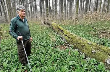  ??  ?? Der Waldbiolog­e Ernst-Detlef Schulze steht bei Keula in einem Wald inmitten von Bärlauch. In Thüringen wird um mehr Naturwald gestritten. Aus Expertensi­cht birgt Wildnis im Wald die Gefahr, die Artenvielf­alt zu schmälern. Foto: M. Schutt, dpa