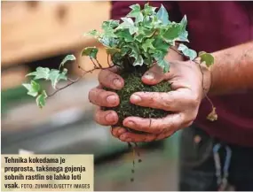  ?? FOTO: ZUMMOLO/GETTY IMAGES ?? Tehnika kokedama je preprosta, takšnega gojenja sobnih rastlin se lahko loti vsak.