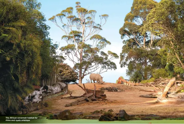  ??  ?? The African savannah habitat for rhino and nyala antelope