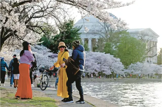  ?? ALEX WONG/GETTY ?? Cherry trees are in full bloom March 19 in Washington. Seasonal warmth and light can incite a certain exuberance often called “spring fever.”