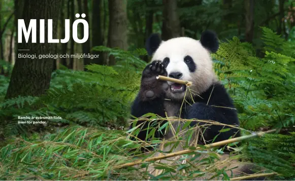  ??  ?? Bambu är svårsmält föda, även för pandor.