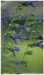  ??  ?? Salvia guaranític­a