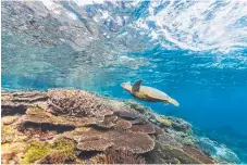  ?? Picture: TOURISM AND EVENTS QUEENSLAND ?? A green sea turtle out at sea.