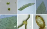  ??  ?? Fissidens crassinerv­is var. laxus A) Habit of the plant B) Leaf C) Bluntly acute leaf apex, D-Leaf lamina cells, E) Leaf