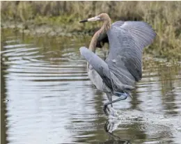  ??  ?? Reddish Egret that Francie Schroeder photograph­ed in the National Wildlife Refuge on Merritt Island, Fla.