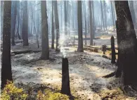  ??  ?? The devastatin­g Ferguson Fire has left trees blackened off Wawona Road in Yosemite National Park. Two firefighte­rs have been killed battling the stubborn blaze.