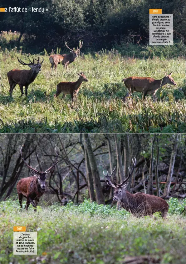  ??  ?? L’animal de gauche, maître de place et 10 à fourches, va de nouveau mettre en fuite Fendu (à droite). Rare document : Fendu brame au grand jour, sous l’oeil du maître de place. Ce dernier ne considère-t-il pas Fendu comme un simple boute-en-train ?