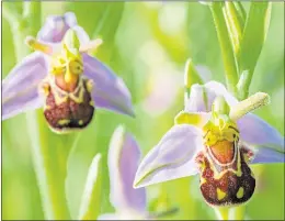  ?? ?? Bee orchids grow insect-shaped flowers to lure males