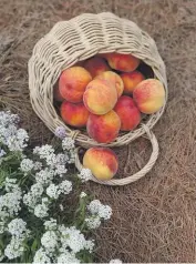  ?? ?? A hailstorm damaged her dwarf pixzee peach tree late last year, ruining the summer crop.