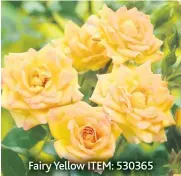  ??  ?? Fairy Yellow ITEM: 530365