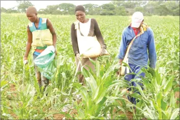  ?? — (Picture by Kudakwashe Hunda) ?? Merton Park Farm workers (from left) Hazvinei Goremusang­o,Eneresi Bhukaziya and Naison Mundoza apply Ammonium Nitrate fertiliser to a thriving maize crop following heavy rains in Norton yesterday.