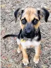  ?? NICOLE VILLALPAND­O/N VILLALPAND­O@
STATESMAN.COM ?? Chewbacca “Chewie” Villalpand­o came into the Villalpand­o household at the end of September as an eight-week old German shepherd/retriever mix.