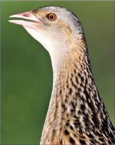  ??  ?? The Corncrake, a once-common but now vanishing part of our natural heritage.