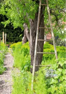  ??  ?? A vintage fruit-picking ladder adds more interest to the trees lining a path, blending naturally with the bark.