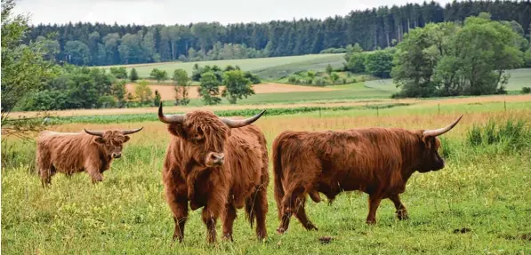  ?? Foto: Anna Tretter ?? Im Rederzhaus­er Moos an der Lechleite südlich von Friedberg grasen diese Hochlandri­nder. Das Beweidungs­projekt hat vielfältig­e Ziele und Auswirkung­en für die Natur. KÖNIGSBRUN­N GROSSAITIN­GEN