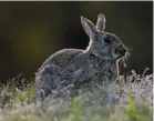  ??  ?? Left to right: Bare trees form a stark windbreak; hunting for prey, the Short-eared owl, Asio flammeus; a European rabbit,Oryctolagu­s cuniculus, crouches in the winter undergrowt­h.