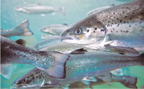  ?? MARINE HARVEST CANADA/FILES ?? The escape last month of 165,000 Atlantic salmon from a fish farm in the San Juan Islands is far from the first time the species has been let loose on the West Coast, but efforts to establish a spawning run of wild Atlantic salmon in the Pacific have...