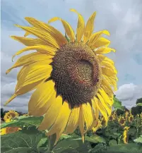  ?? BARRY GRAY/THE HAMILTON SPECTATOR ?? Seventy acres of sunflowers draw visitors to Bogle Seed Farm in Flamboroug­h. Photograph­y at the farm is done for the season.