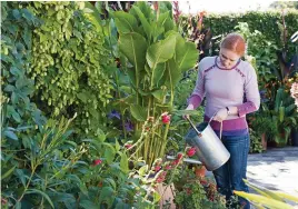  ?? ?? Keep plants, such as cannas, watered to keep the flowers coming