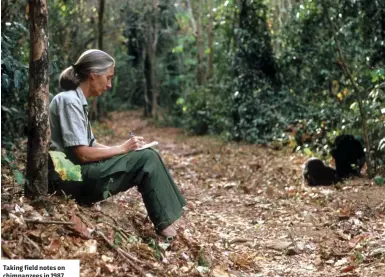  ??  ?? Taking field notes on chimpanzee­s in 1987
