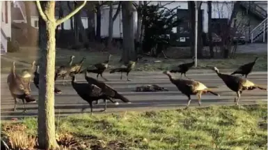  ??  ?? ABOVE: Jonathan Davis filmed the turkeys in Boston, commenting “It is the craziest thing I’ve ever seen... Bro, this is wild!”