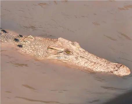  ?? Picture: CHE CHORLEY ?? The Adelaide River’s extremely rare white saltwater crocodile Pearl is a big hit with tourists.