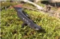  ?? THE CANADIAN PRESS ?? Burlington is set to temporaril­y close a road to allow salamander­s to pass.