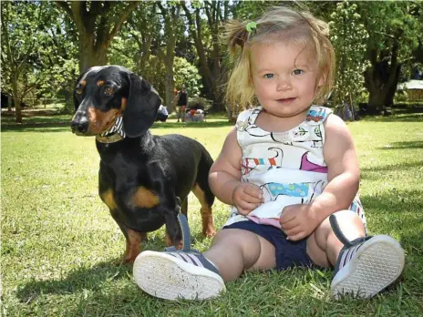  ?? Photos: Bev Lacey ?? SOCIAL EVENT: Harper Schubert relaxes in the park with Cyrus at the dachshund meet.